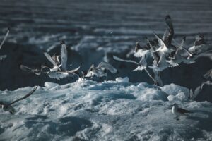 Migrations climatiques : la crise silencieuse