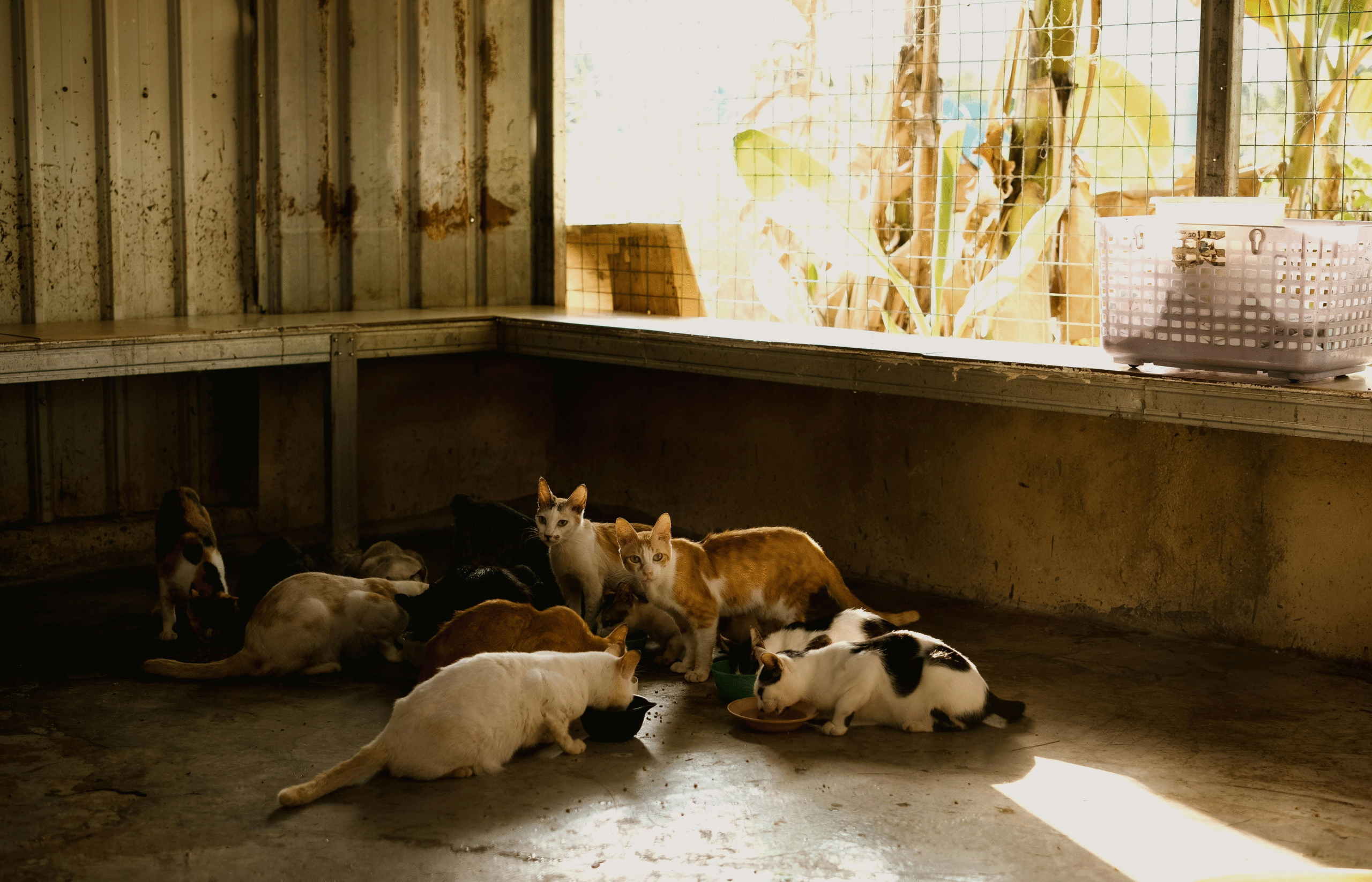 Animaux et procédures judiciaires : le casse-tête des avocats et des huissiers 